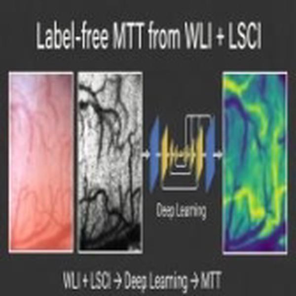 Label-Free Intraoperative Imaging of Hemodynamics using Deep Learning